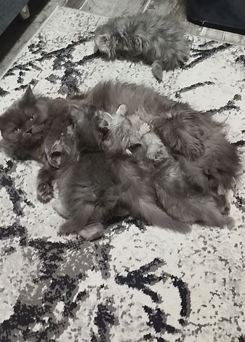 Котята британцы 1,5 месяца