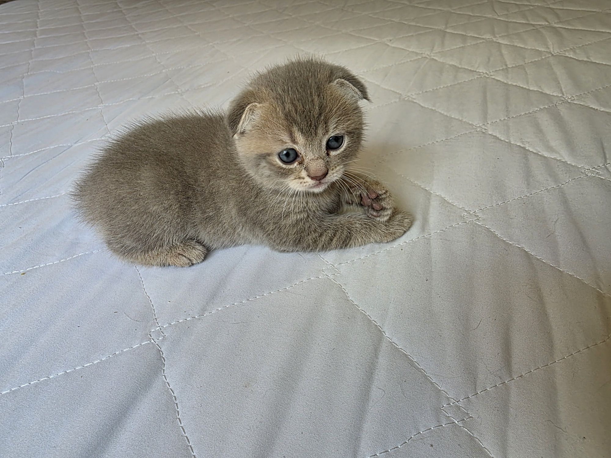 Шотландски клепоухи/Британски късокосмести котета