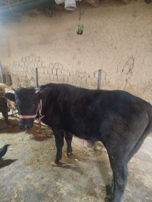 Навосчалар сотилади