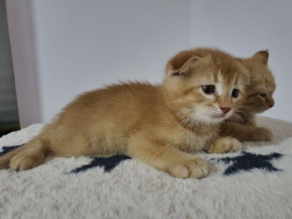 Скотиш фолд и страйд