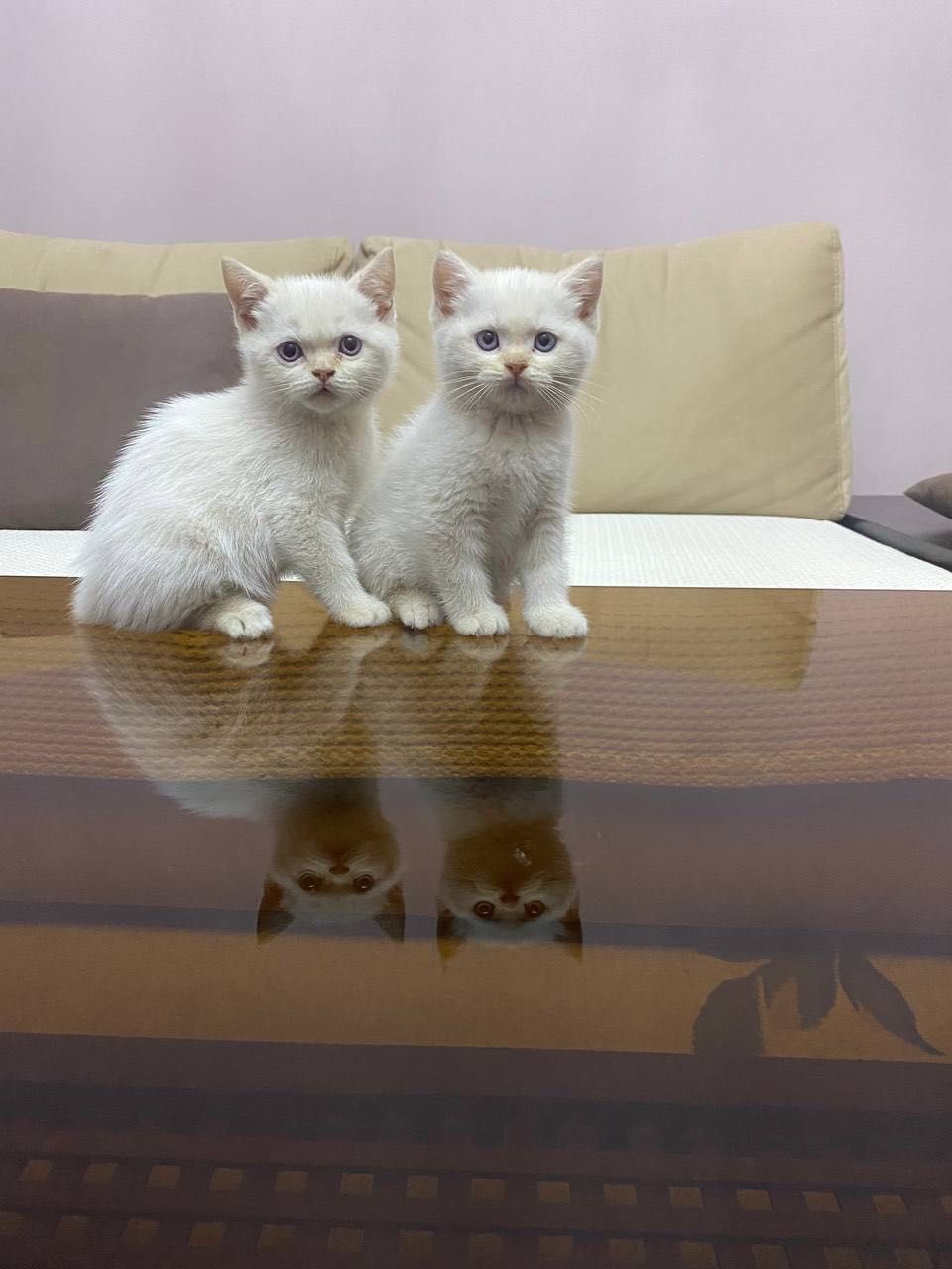 Skotish strayt Mushuklar sotiladi / Продаются кошки скотиш страйт