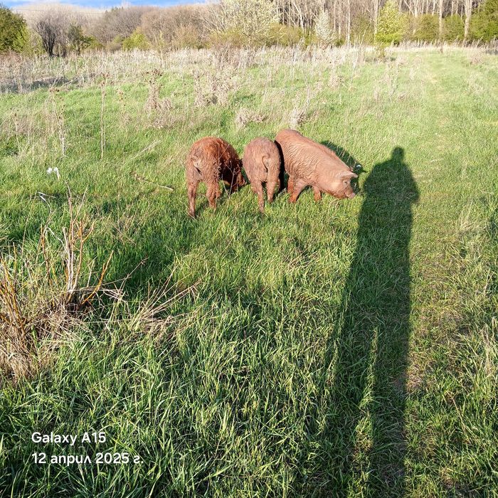 Продавам прасета дюрок