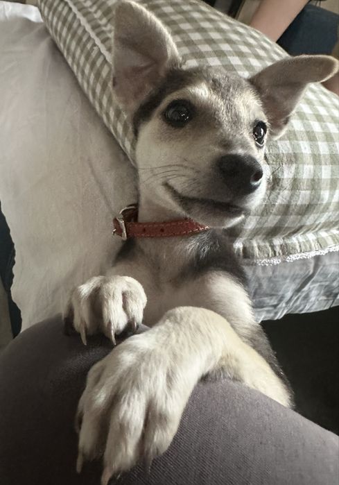 Отдам только в добрые любящие руки!