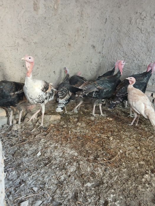 Soʻyishga tayyor boʻlgan