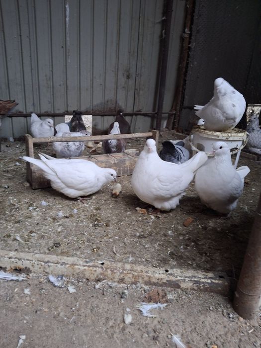 Vand porumbei mondaini și circani