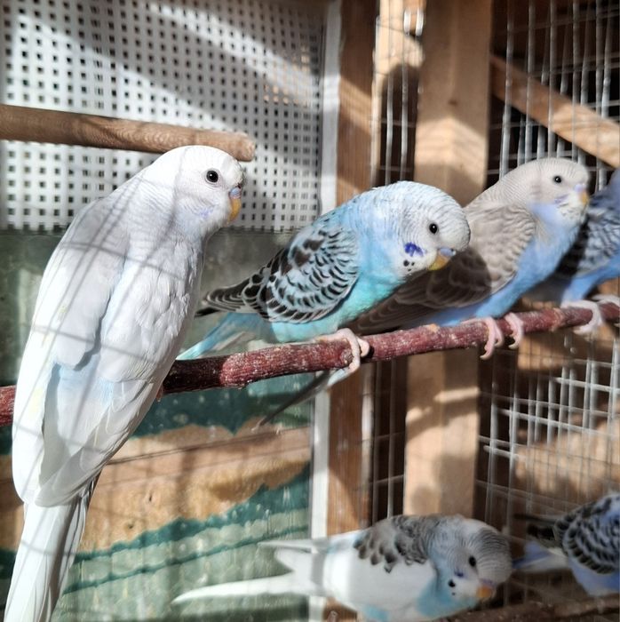 Волнистые попугаии 2-4 месяца