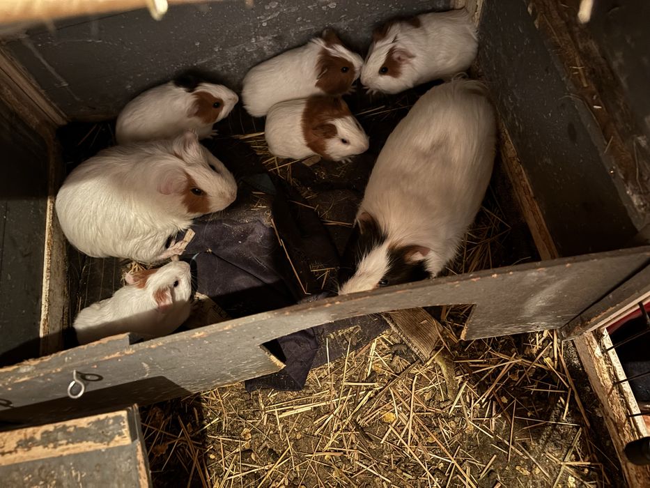 Urgent!!! Porcusori Guineea