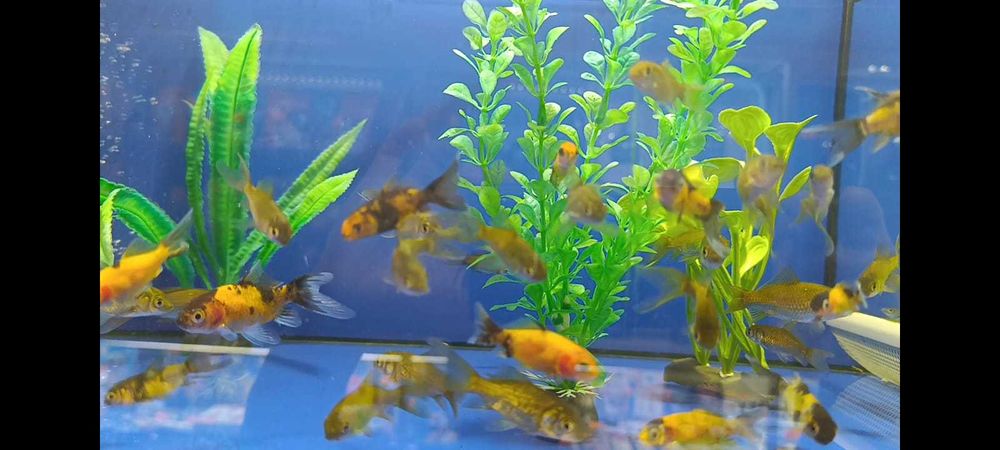 Золотая рыбка комета  в Аква -Зоо салоне "Посейдон"!!!