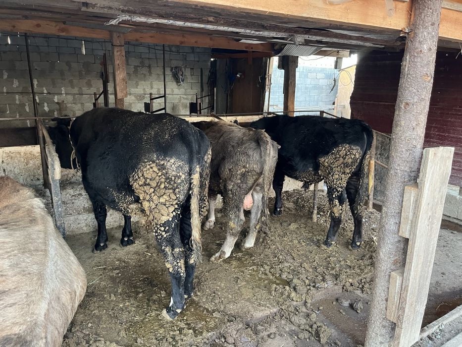 Бычки букалар откормда тур