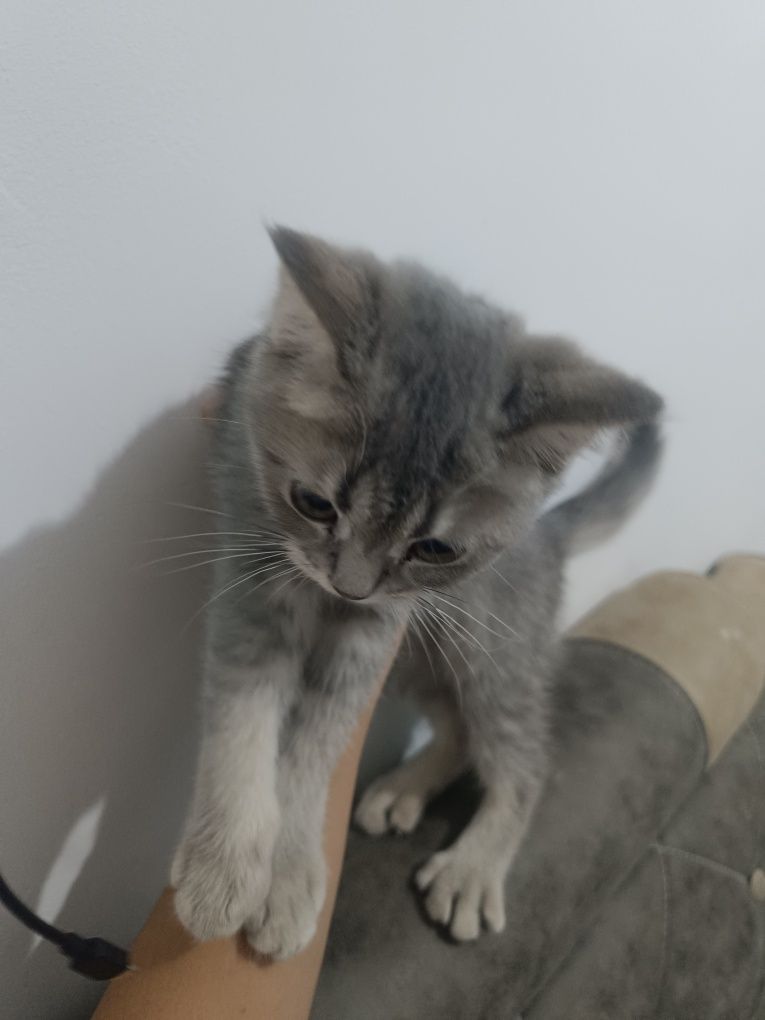 Skotish stray zotli mushuk