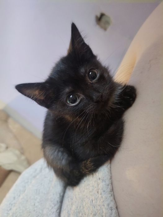 СРОЧНО ищет дом котенок