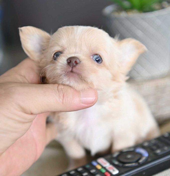 Мъжко дългокосместо мини чихуахуа изабел