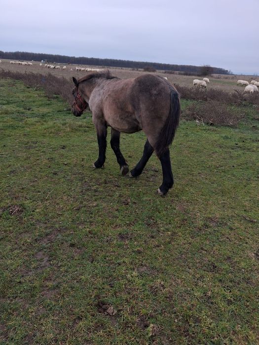 Vand mânz de 6 luni