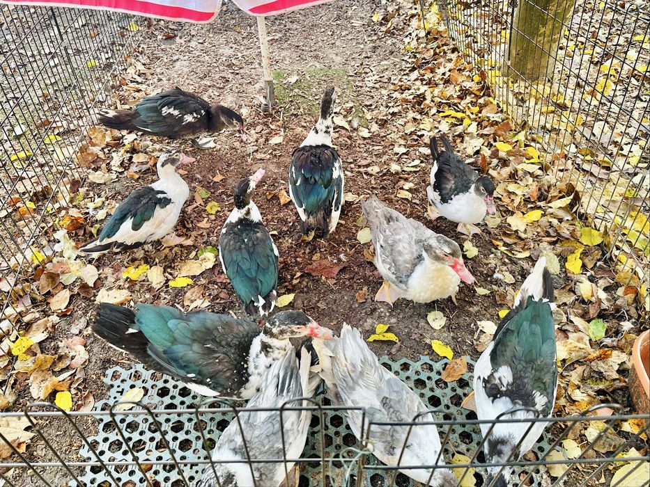 Vand rate mute (lesesti)