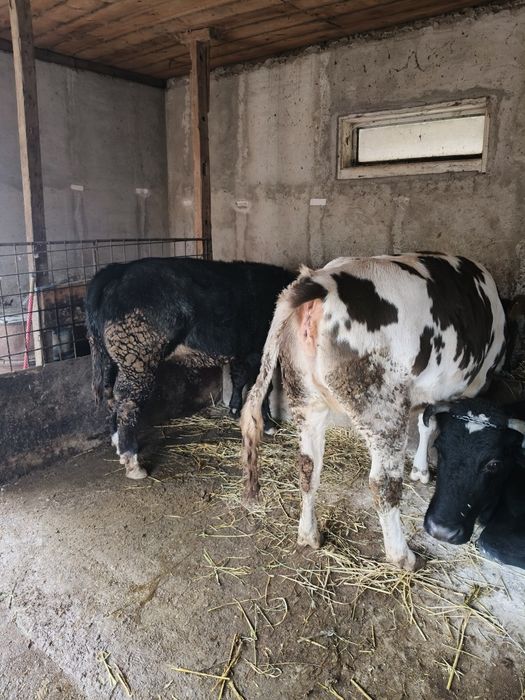 Vând 1 taur și o vitea