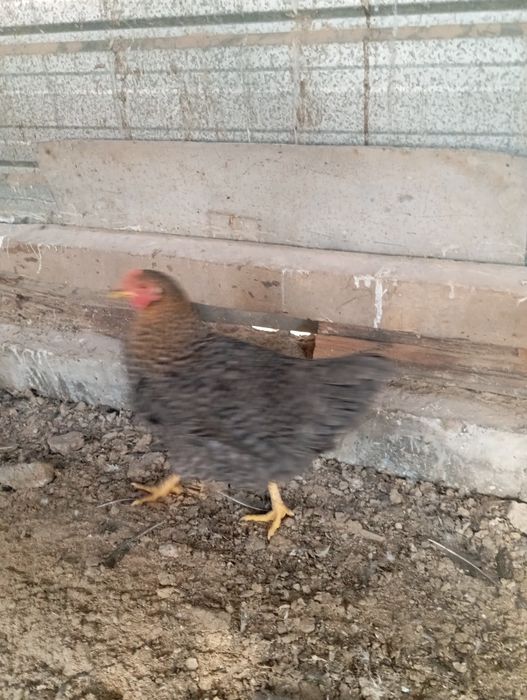 Продам курей 5000тг