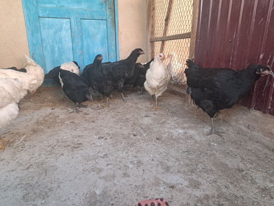 Джерсийский гигант