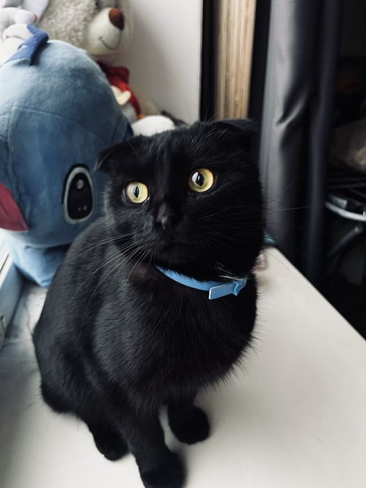 Отдам котенка в хорошие руки срочно