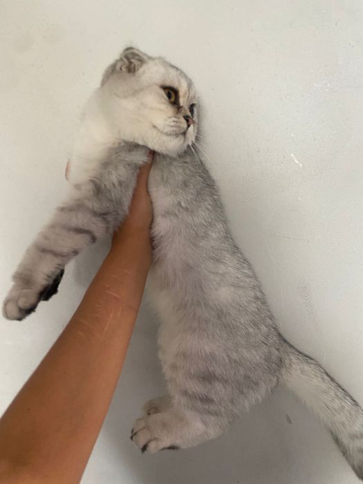Продам чистокровного котёнка Скоттиш Фолд