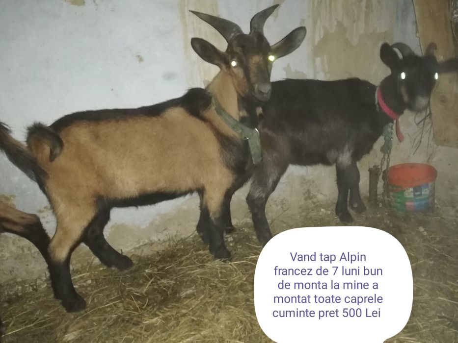 Oferta!! 7 capre si un țap