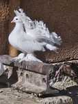 Vând  Voltati Incaltati ( Maghiari) Indieni și Jucători de Botoșani