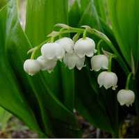 margaritar - lacramioare - Convallaria majalis