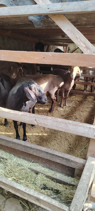 Бугуз ва онабача куйлар сотила    ди.