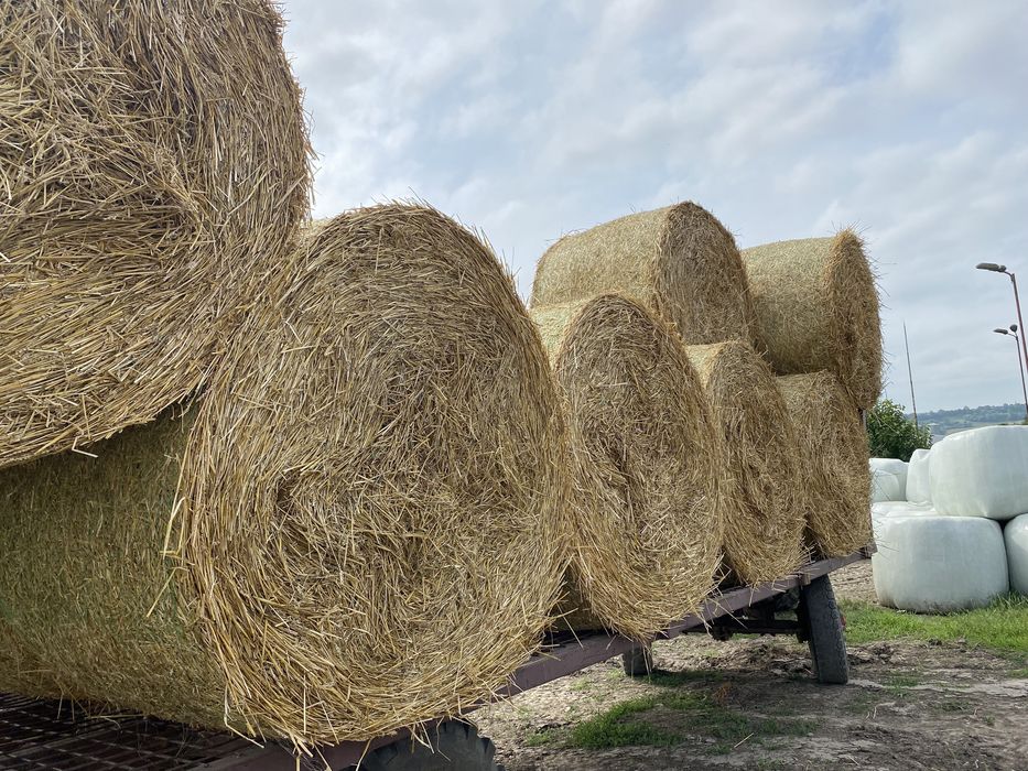 Baloti paie grau 250 kg
