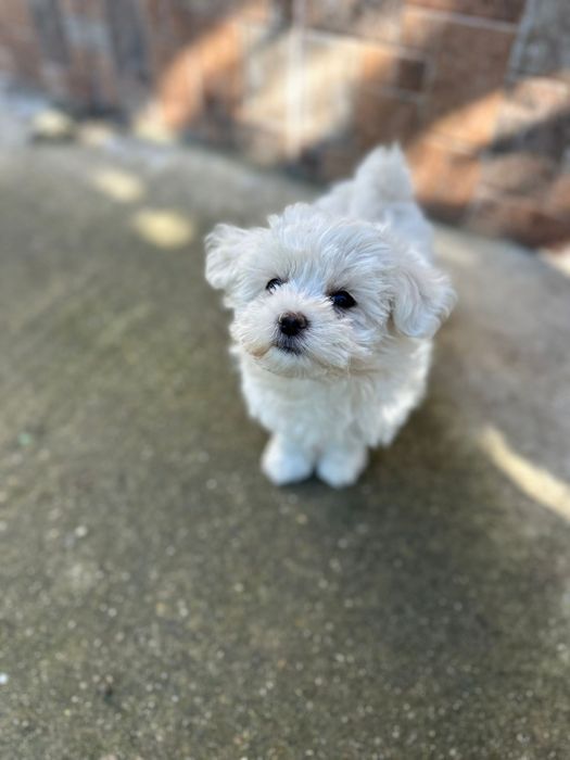Pui Bichon Maltez