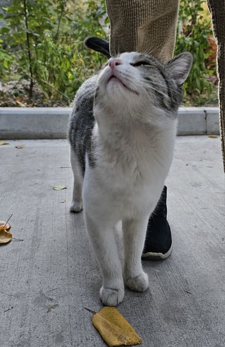 Кот в Добрые Руки!!!