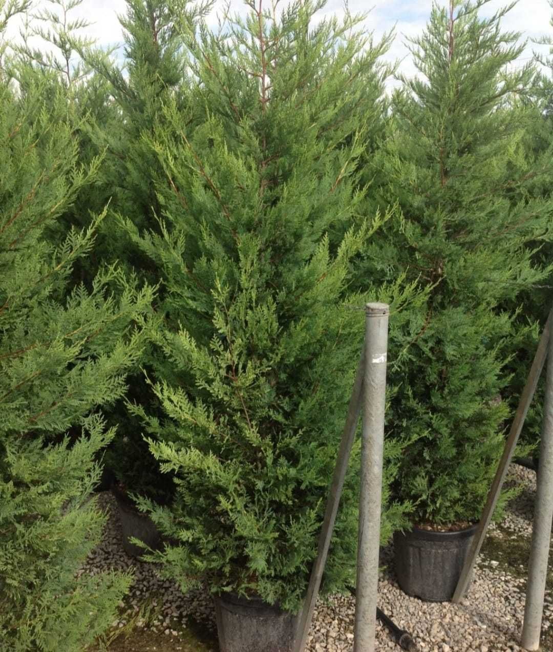 leylandii vindem en-gross