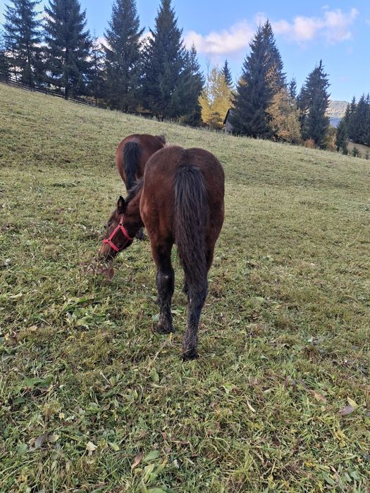 Vând mânză de 7 luni