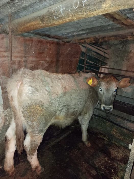 Ұрғашы Тайынша Тёлочки Коровы