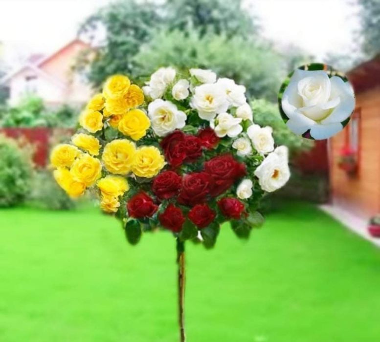 Trandafiri Pomisori În 3 Culori