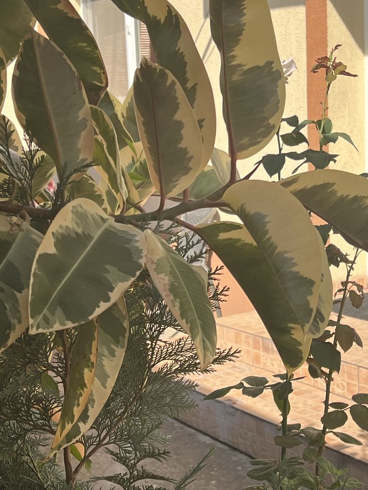 planta de interior Ficus Elastică
