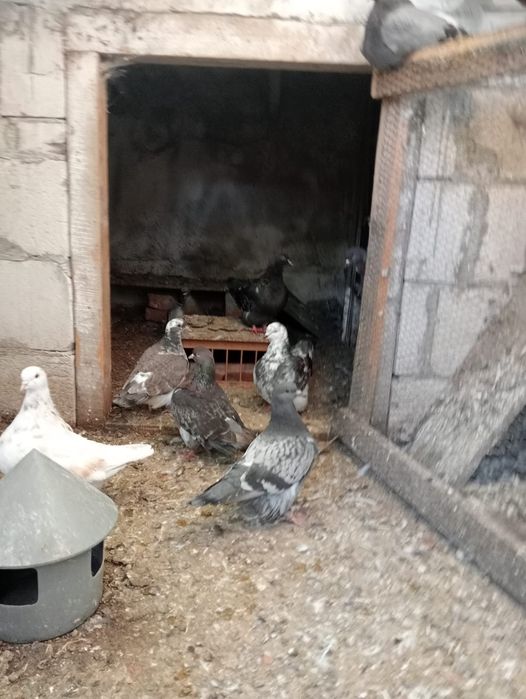 Vînd porumbeii mondainii 100 Ron bucata