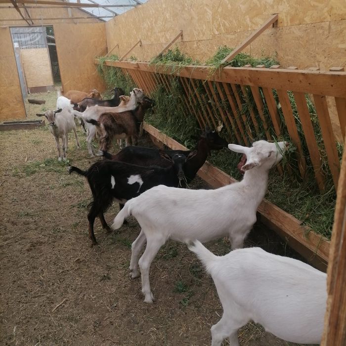 Vand iezi si iedute de rasa