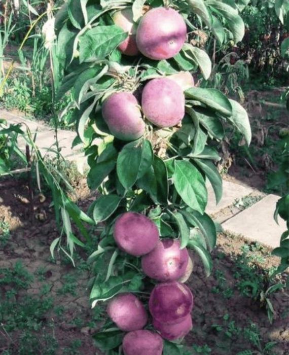 Pomi columnari , trimitem in toata tara