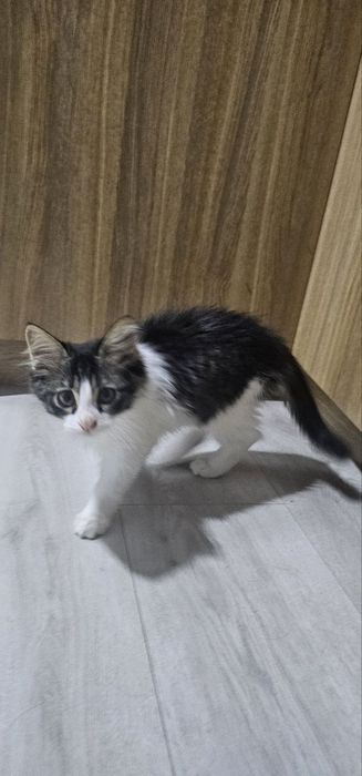 Отдам в добрые руки котят. Возраст 2.5 месяца, приучины к лотке игривы