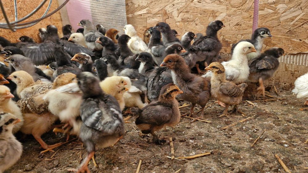 Pui australorp și de țară