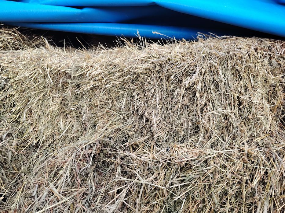 Baloti fan și lucerna