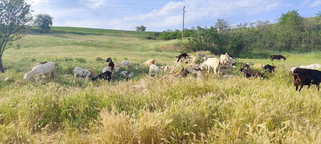 Продавам ярета за месо и разплод