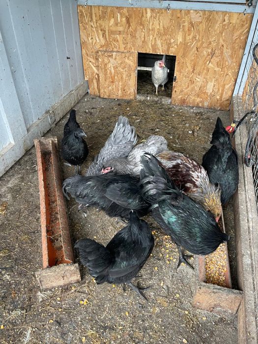 Vand gaini rasa, incetare activitate ferma.