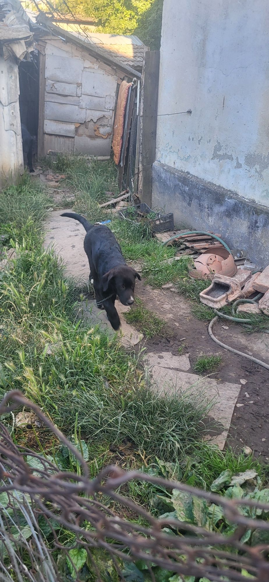 Căței caini labrador