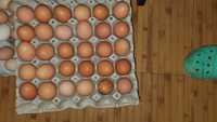 ouă de găină si rata 1,33-1,66 Sunt bune pt. incubatlei