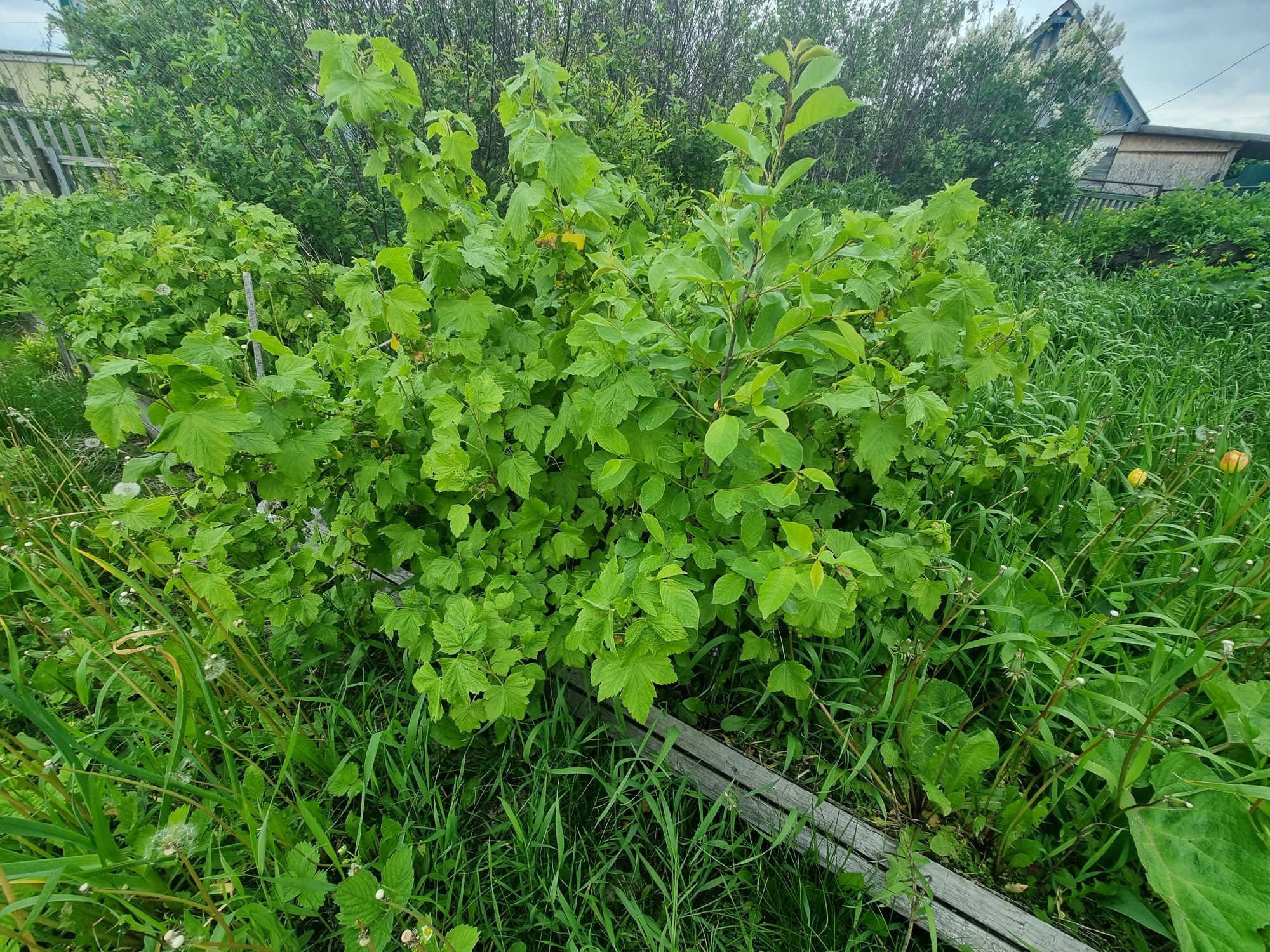 Продам дачу в Новопавловке. Д.О. Романтик