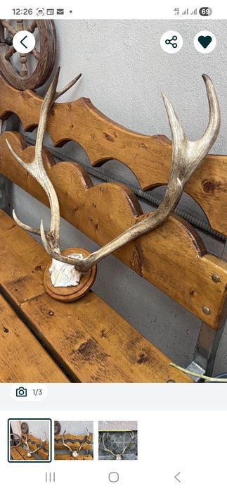 Vand trofee si coarne cerb carpatin+lopatar,caprior.Vezi 8 poze