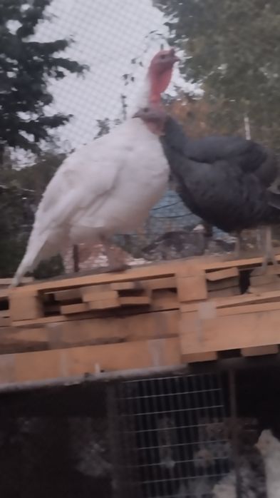 Продам индюков 2 года.