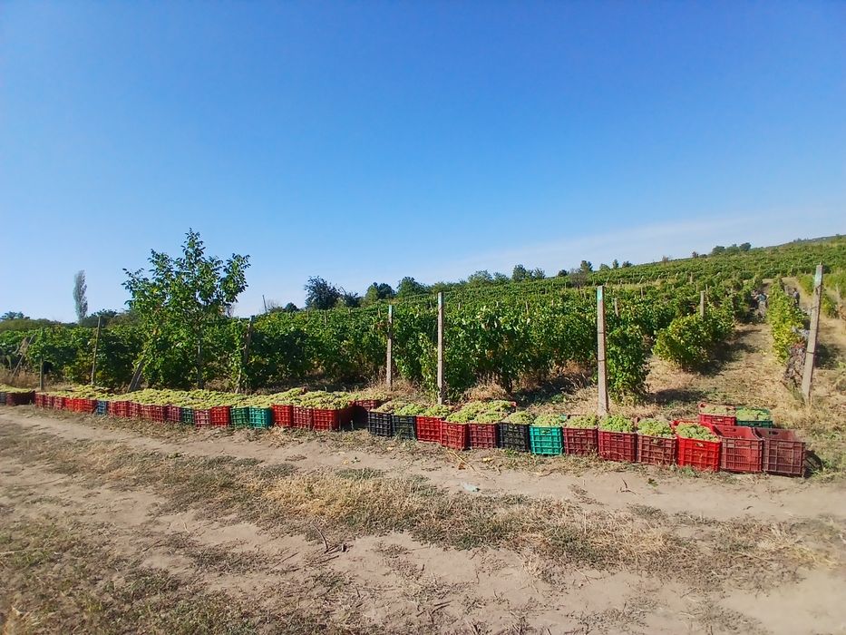 Struguri de vin producție 2025
