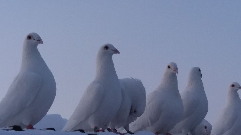 Vand voiajori albi , femele, masculi, perechi si pui